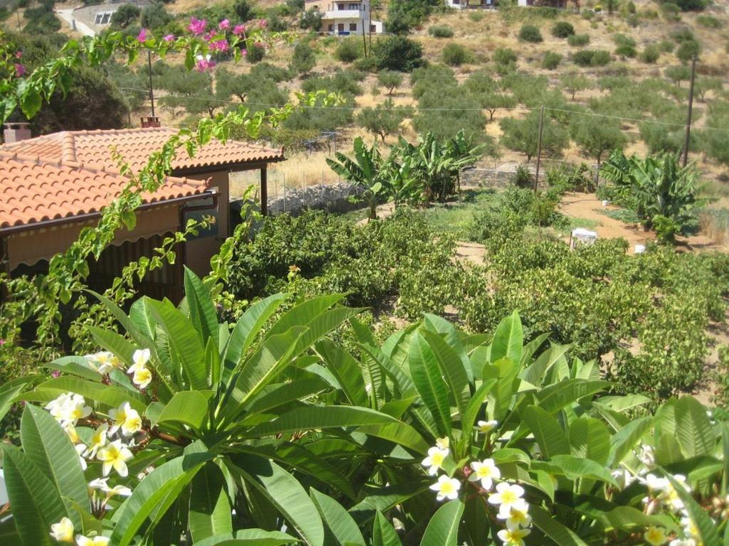 Mochlos Mare Esterno foto